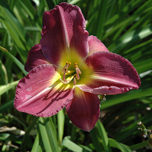 Hemerocallis Daylily Garden Show