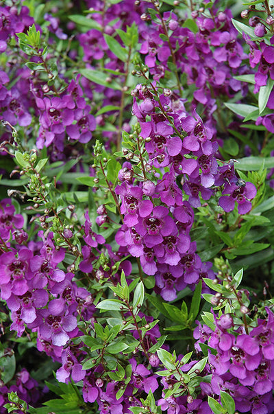 Angelonia ArchAngel Dark Purple - 4.33" Premium Annual