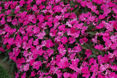 SunPatiens Lilac - 4.33" Premium Annual