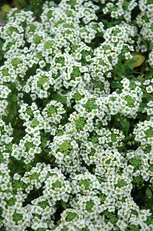 Alyssum Clear Crystal White - 4 Pack Annual
