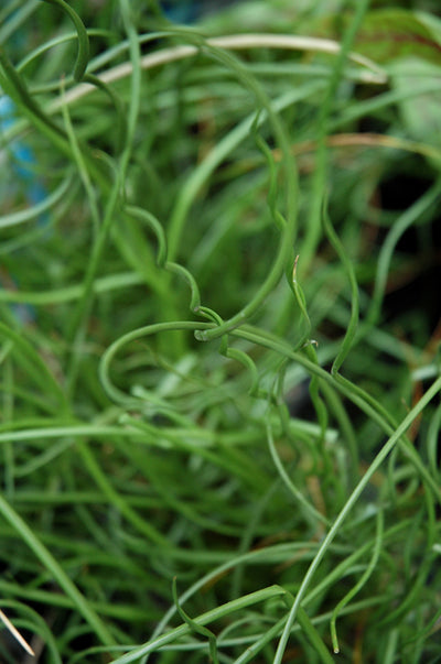 Juncus effusus Spiralis - 5" Premium Thriller Annual