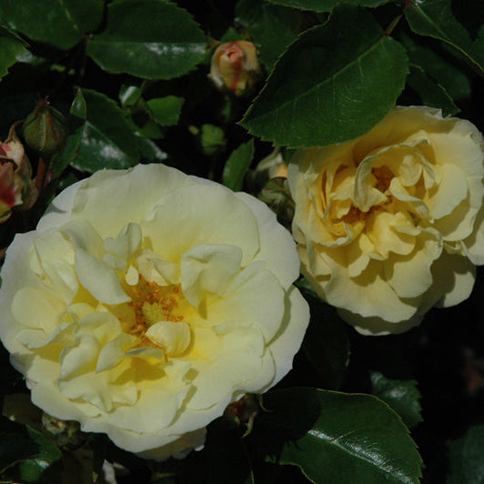 Rose Drift Popcorn