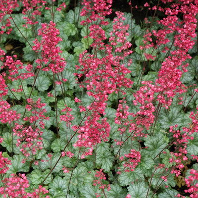 Heuchera Coral Bell Paris