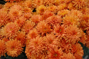Gigi Orange - 5" Potted Garden Mum