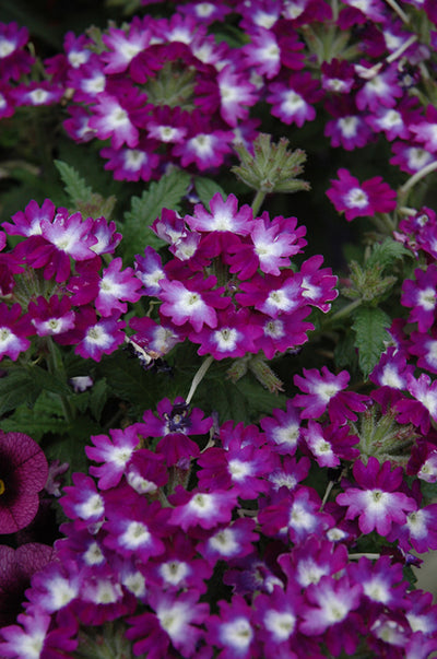 Verbena Wicked Great Grape - 4.33" Premium Annual