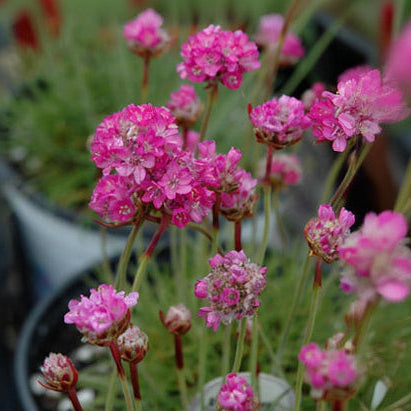 Armeria Thrift Splendens - 6" Perennial