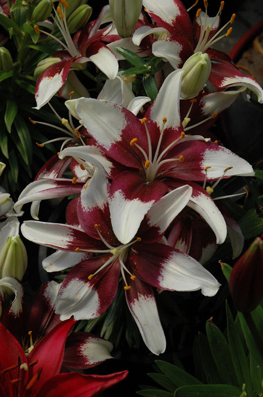 Lilium Lily Lily Looks Tiny Padhye