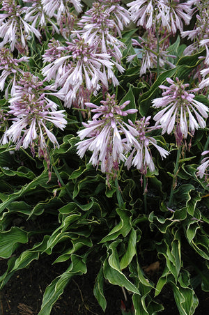 Hosta Plantain Lily Praying Hands