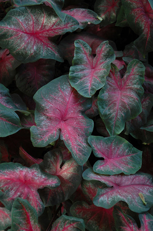 Caladium Pink