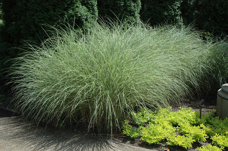 Miscanthus Maiden Grass Morning Light
