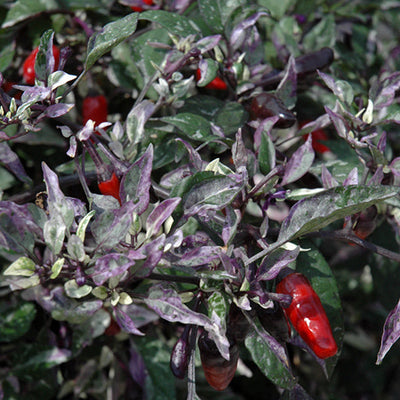 Calico Ornamental Pepper - 5" Fall Annuals