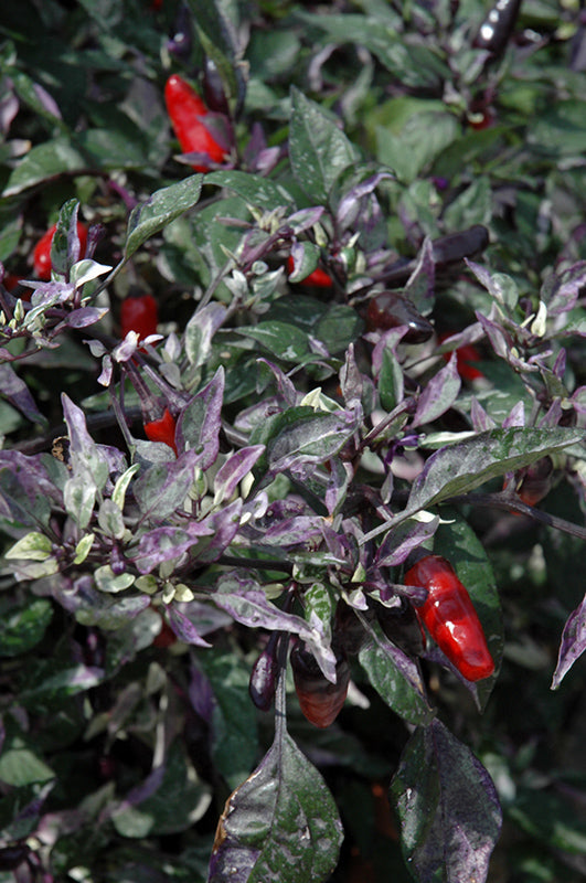 Calico Ornamental Pepper - 8" Fall Annuals
