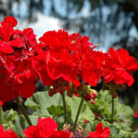 Geranium Dynamo Red Dark - 10" Planter