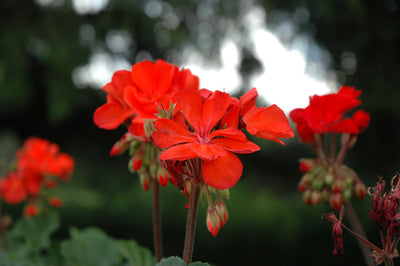 Geranium Presto Salmon - 4.33" Premium Annual