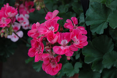 Geranium Presto Pink Eye - 4.33" Premium Annual