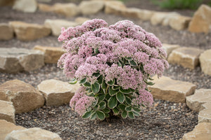 Sedum Stonecrop La Vie en Rose - 6" Perennial