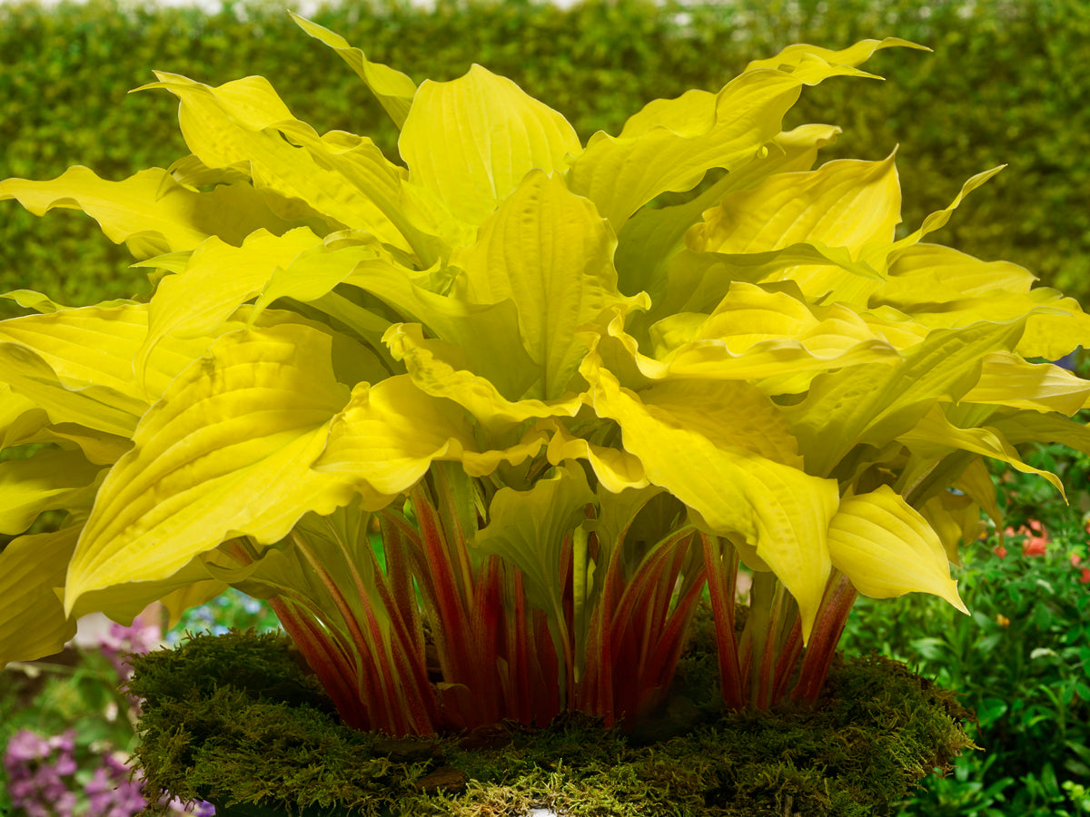 Hosta Plantain Lily Lipstick Blonde