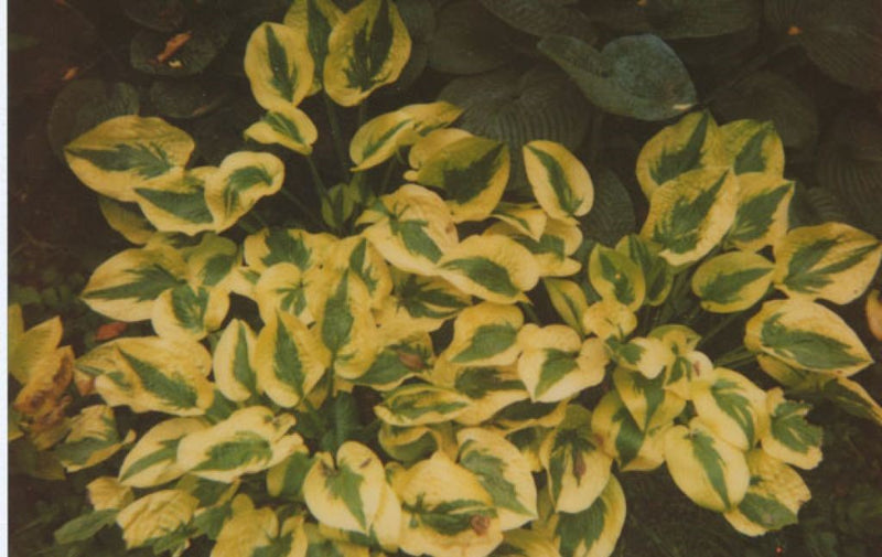 Hosta Plantain Lily Glad Rags
