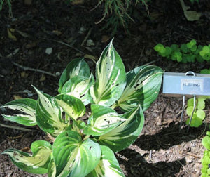Hosta Plantain Lily Sting