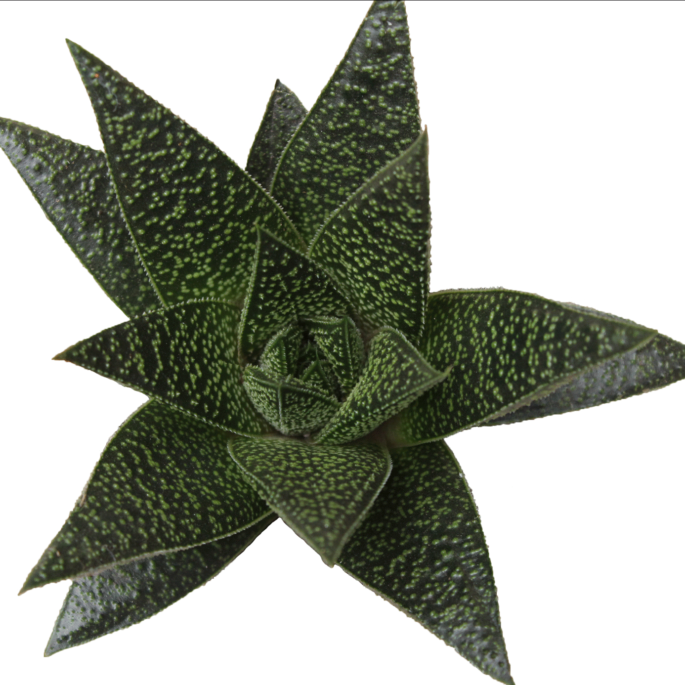 Haworthia Rafiki - 2.5" Succulent