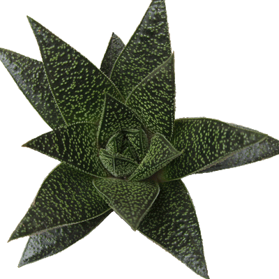 Haworthia Rafiki - 2.5" Succulent