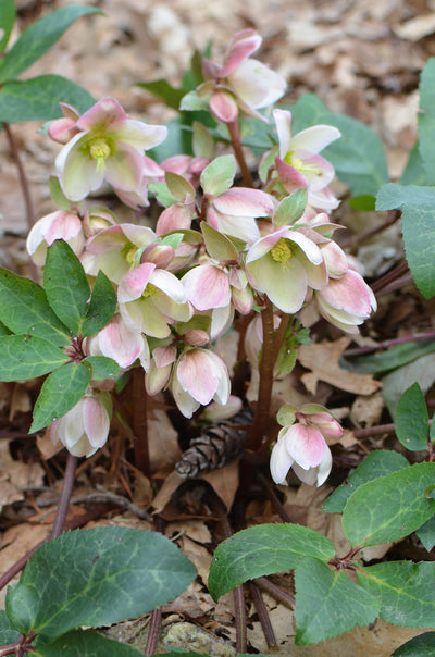 Helleborus Lenten Rose Ivory Prince
