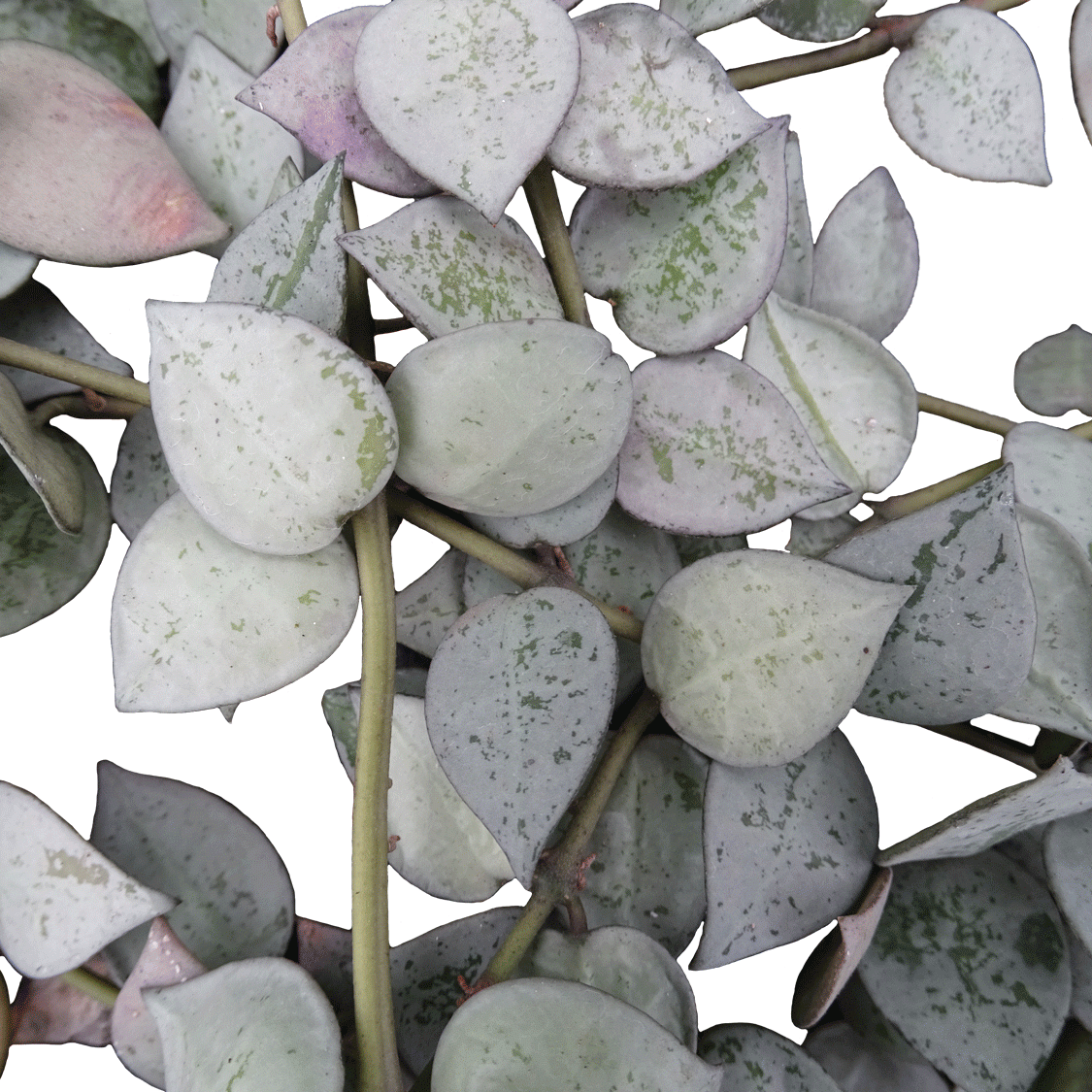 Hoya krohniana Eskimo - 4" Succulents