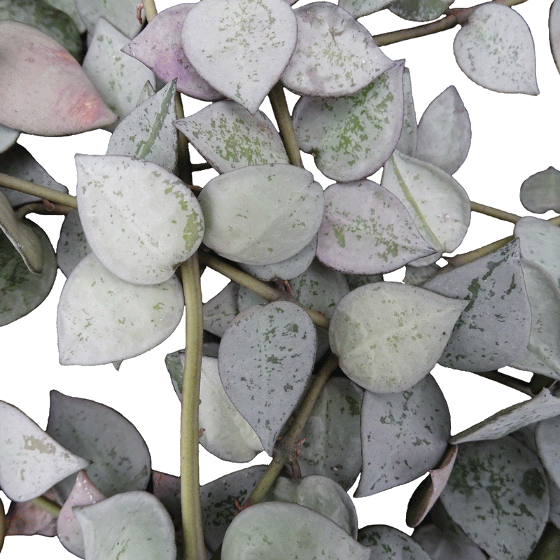 Hoya krohniana Eskimo - 4" Succulents