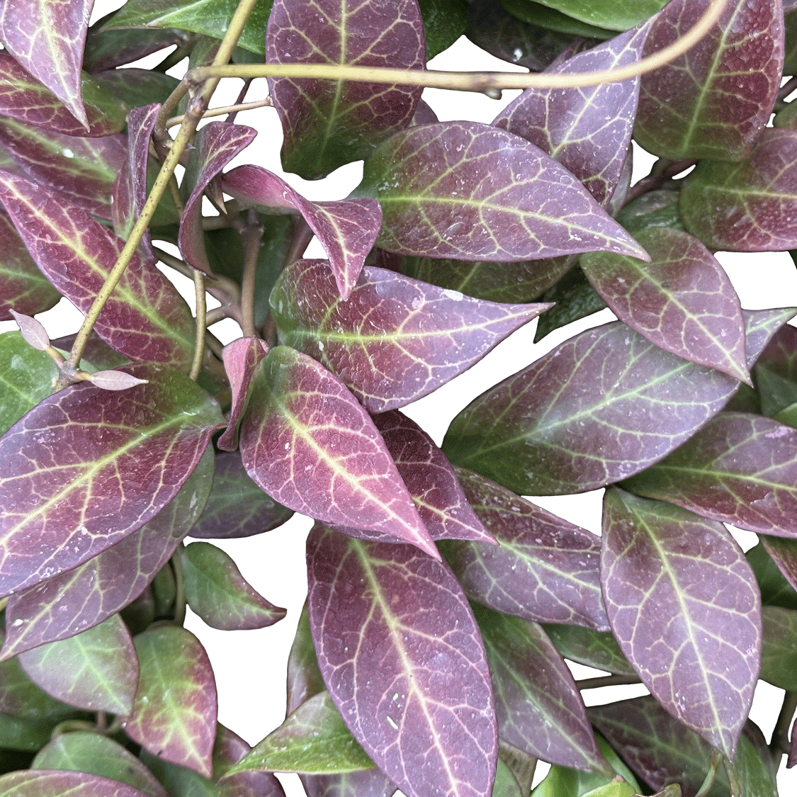 Hoya obscura Sunrise - 4" Succulents