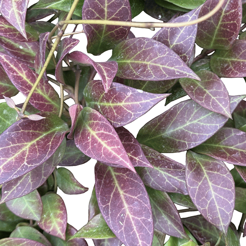 Hoya obscura Sunrise - 4" Succulents