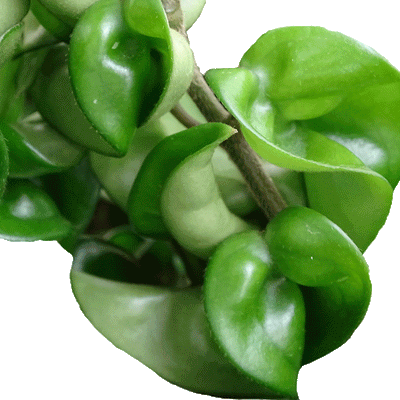 Hoya compacta - 4" Succulents