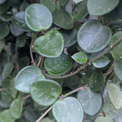 Hoya Mathilde - 4" Succulents