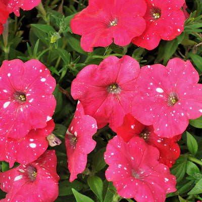 Petunia Surprise Sparkle Red - 11" Hanging Basket
