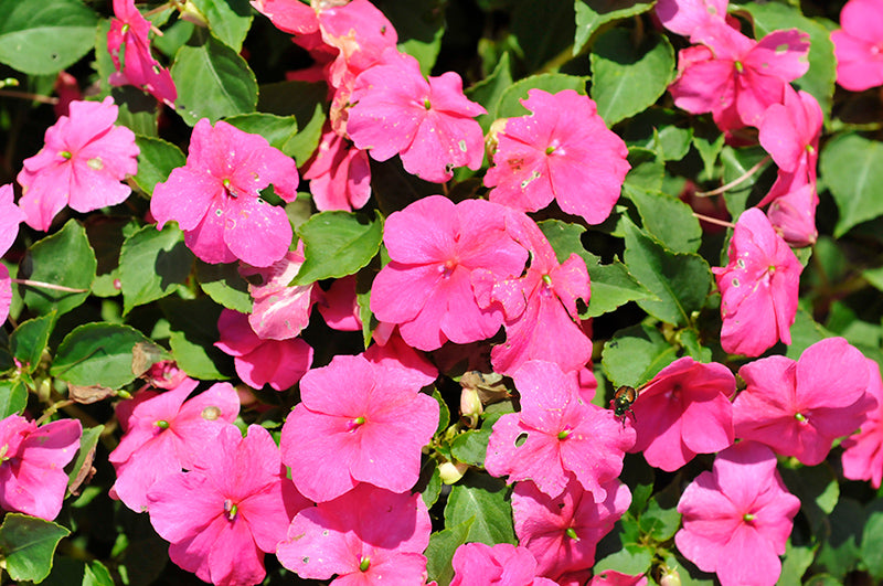 Impatiens Beacon Rose - 4 Pack Annual