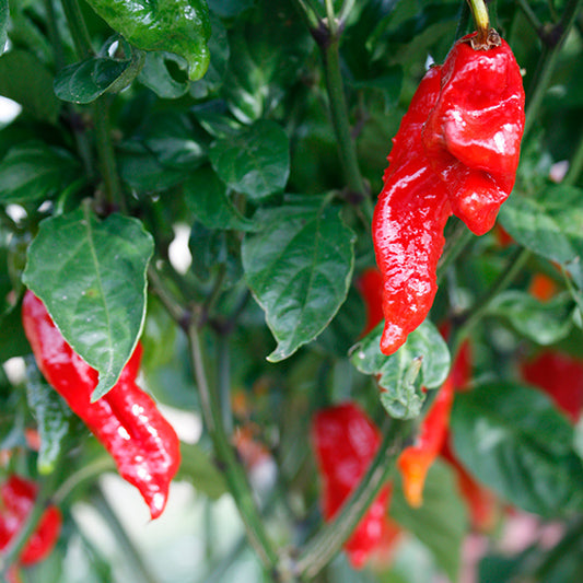 Pepper Ghost Chili - 4" Potted Vegetable