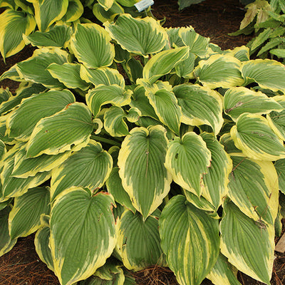 Hosta Plantain Lily Drop Dead Gorgeous