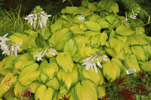 Hosta Plantain Lily Stained Glass