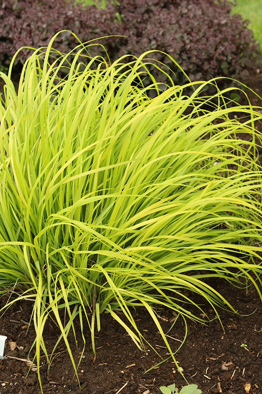 Pennisetum Fountaingrass Lemon Squeeze