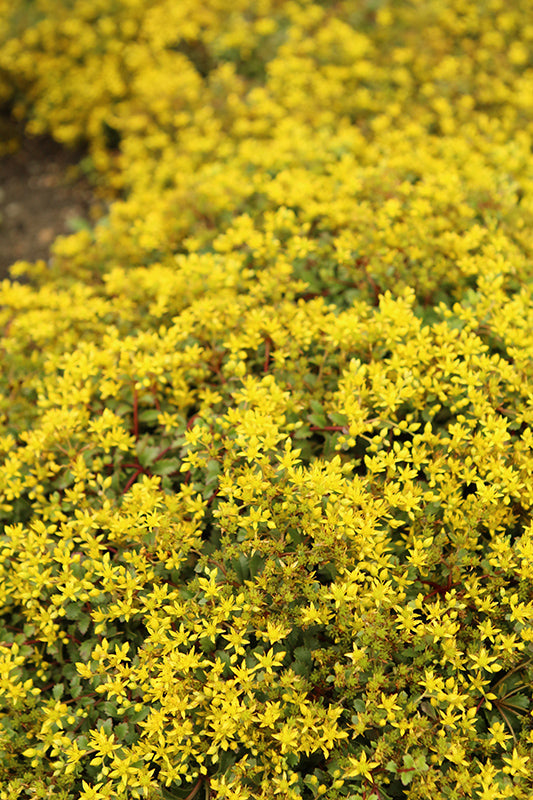 Sedum Stonecrop Rock'n Low Yellow Brick Road - 6" Perennial