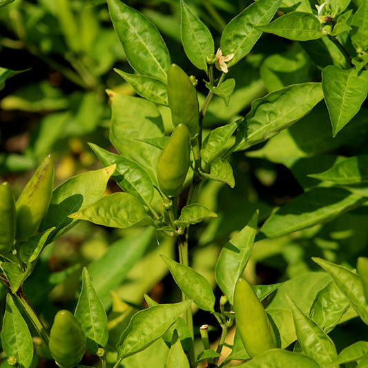 Pepper Sport - 4" Potted Vegetable