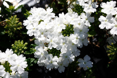 Verbena Firehouse White - 4.33" Premium Annual