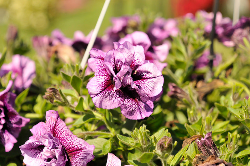 Petunia Double Vogue Lavender Vein - 4.33" Premium Annual