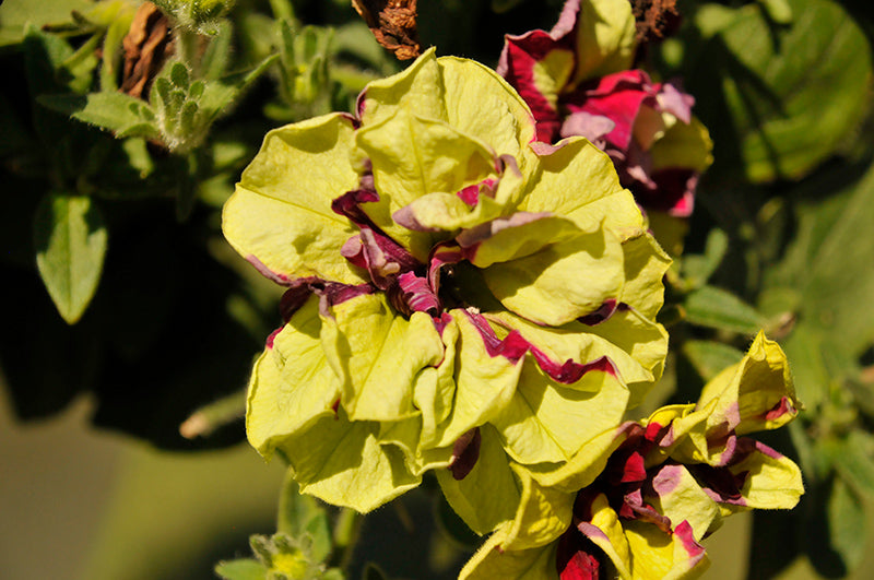 Petunia Double Vogue Lemon Berry - 4.33" Premium Annual