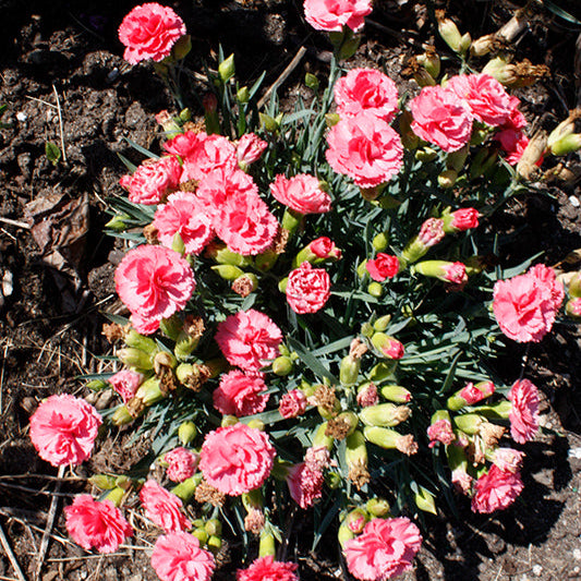 Dianthus Pinks Fruit Punch Classic Coral - 6" Perennial