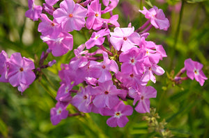 Phlox Garden Phlox Opening Act Romance