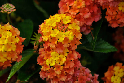 Lantana Bandolista Mango - 11" Hanging Basket