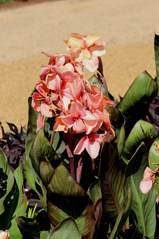 Canna Cannova Bronze Peach - 5" Premium Thriller Annual