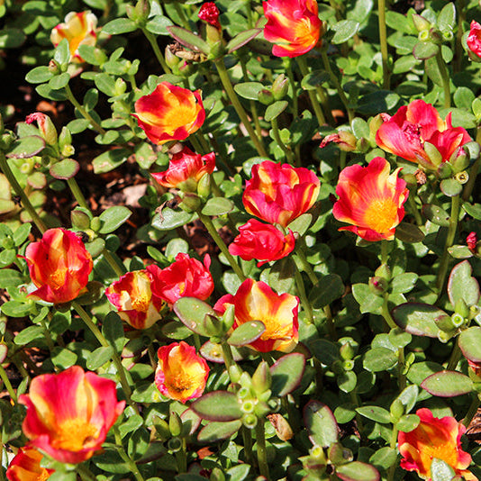 Portulaca Cupcake Strawberry Banana - 8" Hanging Basket