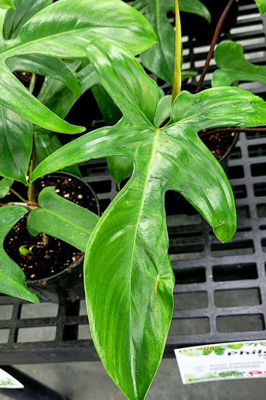 Florida Green Climbing Philodendron - Philodendron sp - 4" Pot