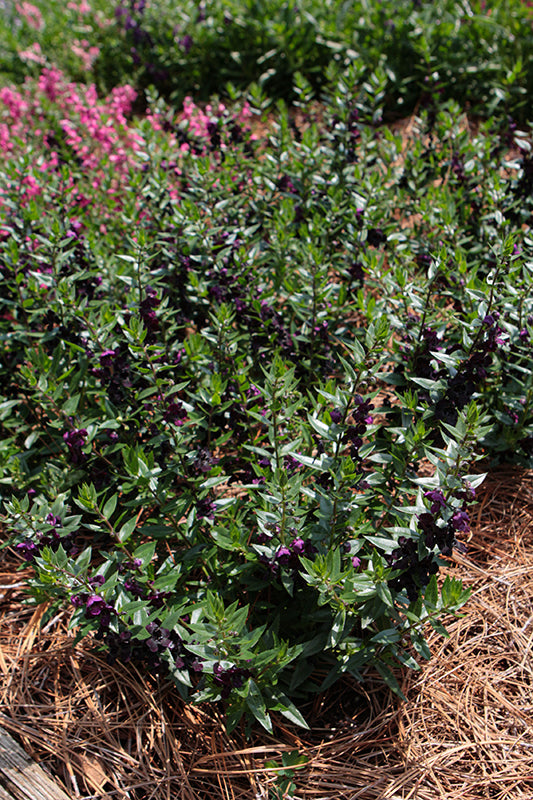 Angelonia AngelFlare Black - 4.33" Premium Annual